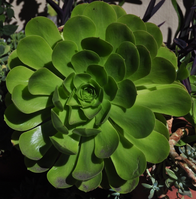 succulent plant in the Spanish Village Art Center